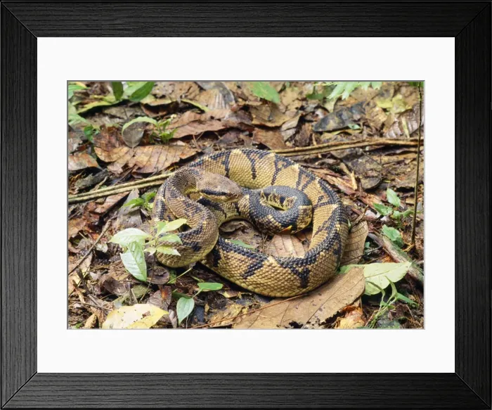 Framed Print : Bushmaster Snake Costa Rica, Central America Framed Print : Bushmaster Snake Costa Rica, Central America