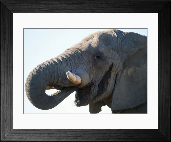 Framed Print : African Elephant - in musth Etosha National Park, Namibia Framed Print : African Elephant - in musth Etosha National Park, Namibia