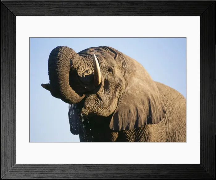 Framed Print : African Elephant Etosha National Park, Namibia, Africa Framed Print : African Elephant Etosha National Park, Namibia, Africa