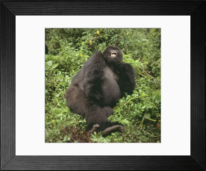 Framed Print : Mountain Gorilla Virunga Volcanoes, Rwanda, 2003 AW00093 Framed Print : Mountain Gorilla Virunga Volcanoes, Rwanda, 2003 AW00093
