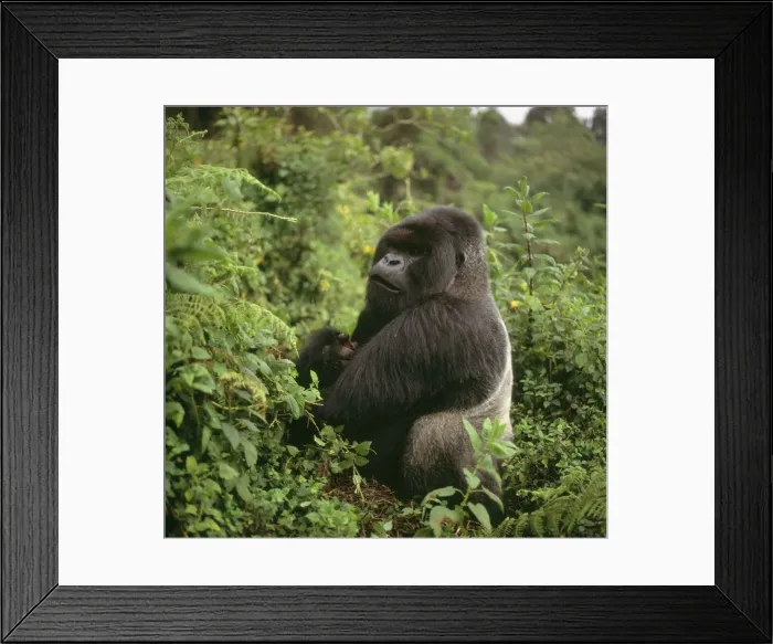 Framed Print : Mountain Gorilla Virunga Volcanoes, Rwanda, 2003 AW00096 Framed Print : Mountain Gorilla Virunga Volcanoes, Rwanda, 2003 AW00096