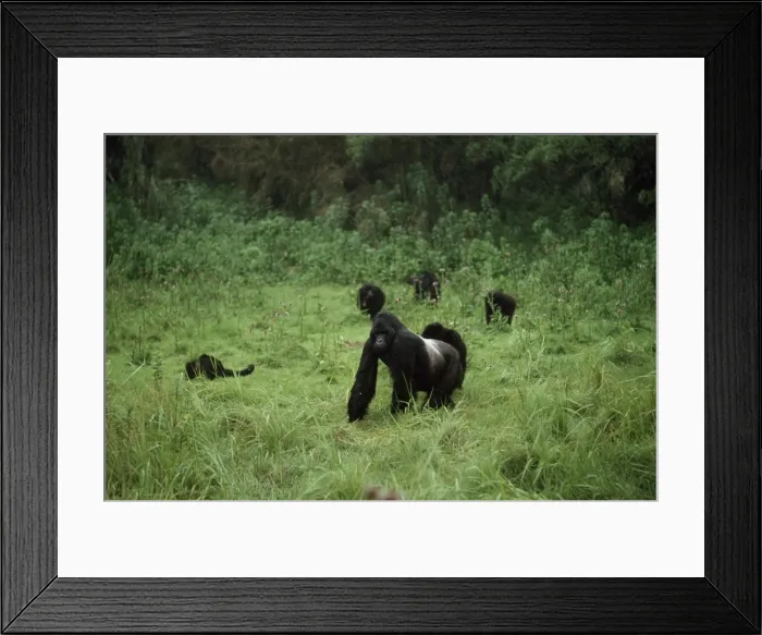 Framed Print : Mountain Gorilla Virunga Volcanoes, Rwanda AW00137