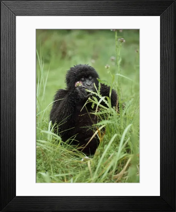 Framed Print : Mountain Gorilla Virunga Volcanoes, Rwanda AW00222 Framed Print : Mountain Gorilla Virunga Volcanoes, Rwanda AW00222