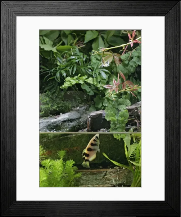 Framed Print : Archer Fish – side view, shooting water at insect Dist: Asia Framed Print : Archer Fish – side view, shooting water at insect Dist: Asia
