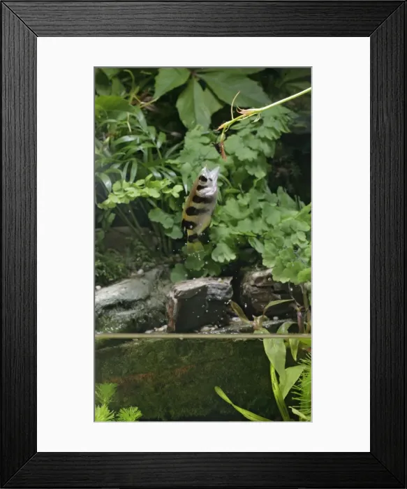 Framed Print : Archer fish – jumping out of water for insect Dist: Asia Framed Print : Archer fish – jumping out of water for insect Dist: Asia