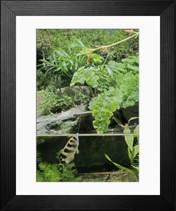 Framed Print : Archer Fish – side view, shooting water at insect Dist: Asia Framed Print : Archer Fish – side view, shooting water at insect Dist: Asia