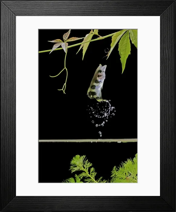 Framed Print : Archer fish – side view, jumping for insect Dist: Asia Framed Print : Archer fish – side view, jumping for insect Dist: Asia