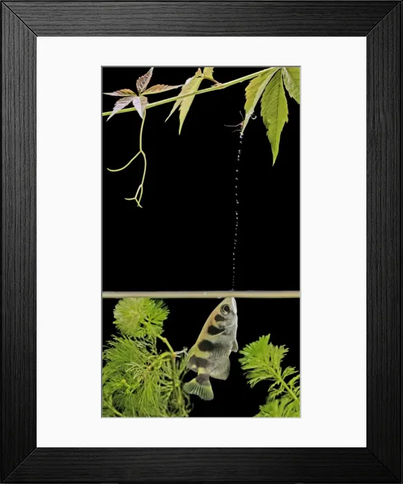 Framed Print : Archer Fish – side view, shooting water at insect. Dist: Asia Framed Print : Archer Fish – side view, shooting water at insect. Dist: Asia