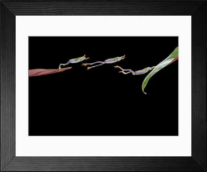 Framed Print : Red eyed tree frog – jumping to leaf - multiflash – South and Central America 003166 Framed Print : Red eyed tree frog – jumping to leaf - multiflash – South and Central America 003166