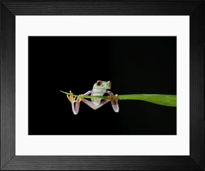 Framed Print : Red eyed tree frog – balanced on reed – South and Central America 003149 Framed Print : Red eyed tree frog – balanced on reed – South and Central America 003149