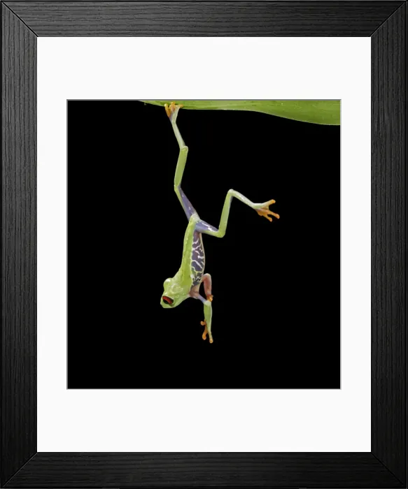 Framed Print : Red eyed tree frog – hanging from reed – South and Central America 003147 Framed Print : Red eyed tree frog – hanging from reed – South and Central America 003147