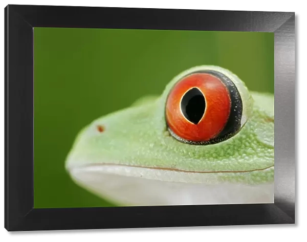 Red-eyed tree frog - close up of eye – South and Central America 003074