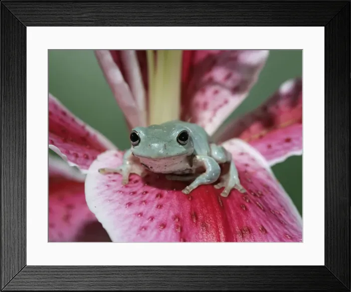 Framed Print : Whites Treefrog – on lily front view Australia, New Guinea 002966 Framed Print : Whites Treefrog – on lily front view Australia, New Guinea 002966
