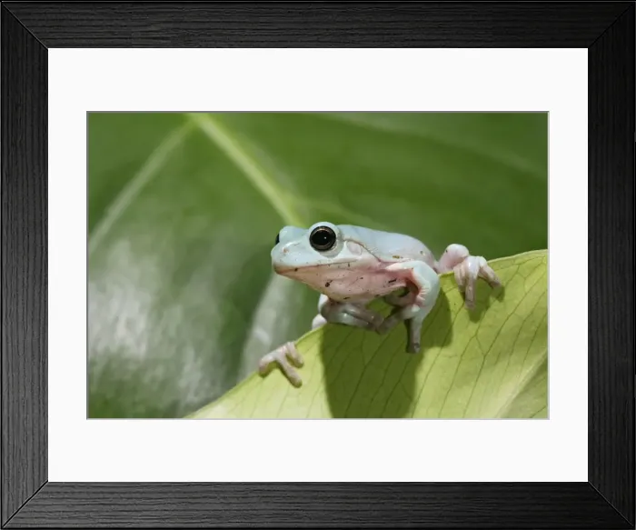 Framed Print : Whites Treefrog – on leaf front view Australia, New Guinea 002973 Framed Print : Whites Treefrog – on leaf front view Australia, New Guinea 002973