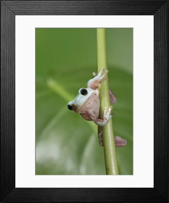 Framed Print : Whites Treefrog – on stem front view Australia, New Guinea 002975 Framed Print : Whites Treefrog – on stem front view Australia, New Guinea 002975