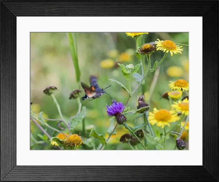 Framed Print : Hummingbird Hawkmoth – side view feeding Bedfordshire UK 003228 Framed Print : Hummingbird Hawkmoth – side view feeding Bedfordshire UK 003228