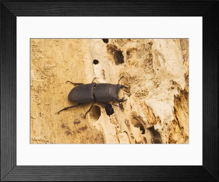 Framed Print : Lesser Stag Beetle - on rotting timber Bedfordshire UK 003238 Framed Print : Lesser Stag Beetle - on rotting timber Bedfordshire UK 003238