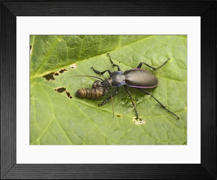 Framed Print : Violet Ground Beetle – feeding on leatherjacket Bedfordshire UK 003251 Framed Print : Violet Ground Beetle – feeding on leatherjacket Bedfordshire UK 003251