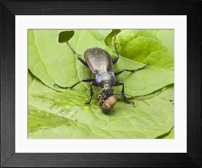 Framed Print : Violet Ground Beetle – feeding on leatherjacket Bedfordshire UK 003258 Framed Print : Violet Ground Beetle – feeding on leatherjacket Bedfordshire UK 003258