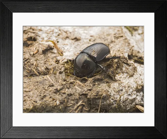 Framed Print : Dor Beetle – digs into cow dung Bedfordshire UK 003274 Framed Print : Dor Beetle – digs into cow dung Bedfordshire UK 003274