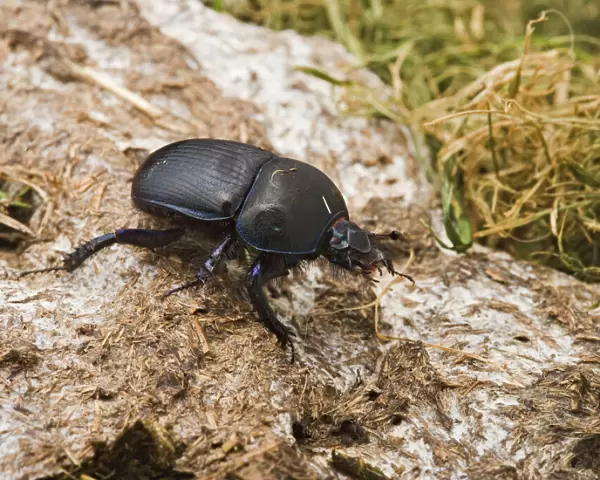 Dor Beetle – on cow dung Bedfordshire UK 003281