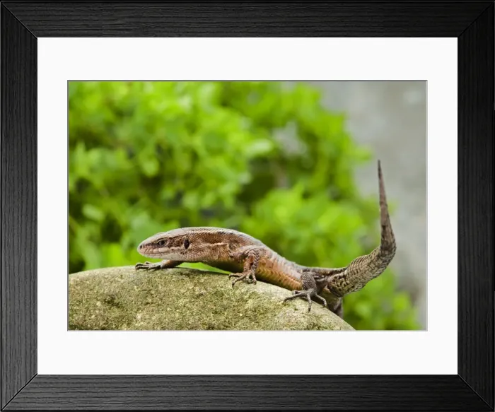 Framed Print : Common Lizard – side view UK Framed Print : Common Lizard – side view UK