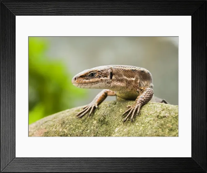 Framed Print : Common Lizard – front view UK Framed Print : Common Lizard – front view UK