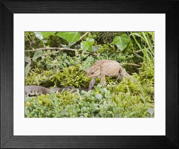 Framed Print : Grass Snake – approaches toad which inflates as a defense mechanism Bedfordshire UK 004572 Framed Print : Grass Snake – approaches toad which inflates as a defense mechanism Bedfordshire UK 004572