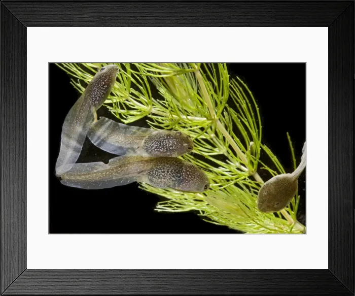 Framed Print : Common frog – tadpoles 10 weeks x0. 7 – black background Bedfordshire UK 004578 Framed Print : Common frog – tadpoles 10 weeks x0. 7 – black background Bedfordshire UK 004578