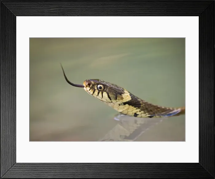 Framed Print : Grass snake – side view - close up swimming Bedfordshire UK 004602 Framed Print : Grass snake – side view - close up swimming Bedfordshire UK 004602