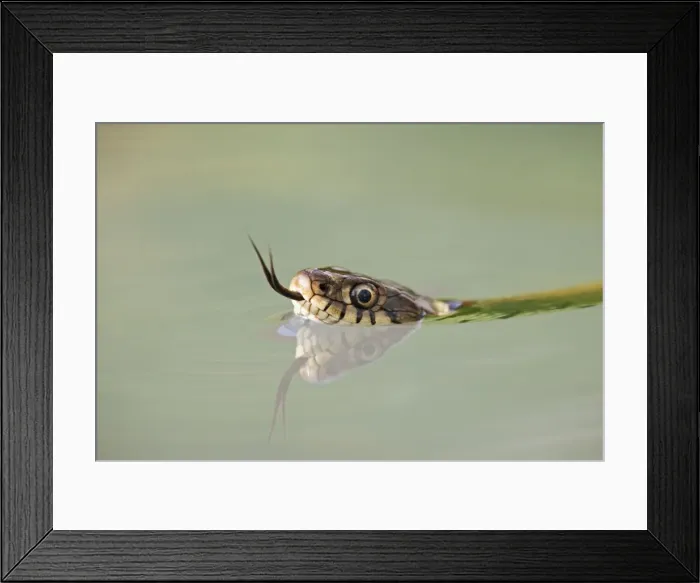 Framed Print : Grass snake – close up swimming with head just above water Bedfordshire UK 004604 Framed Print : Grass snake – close up swimming with head just above water Bedfordshire UK 004604