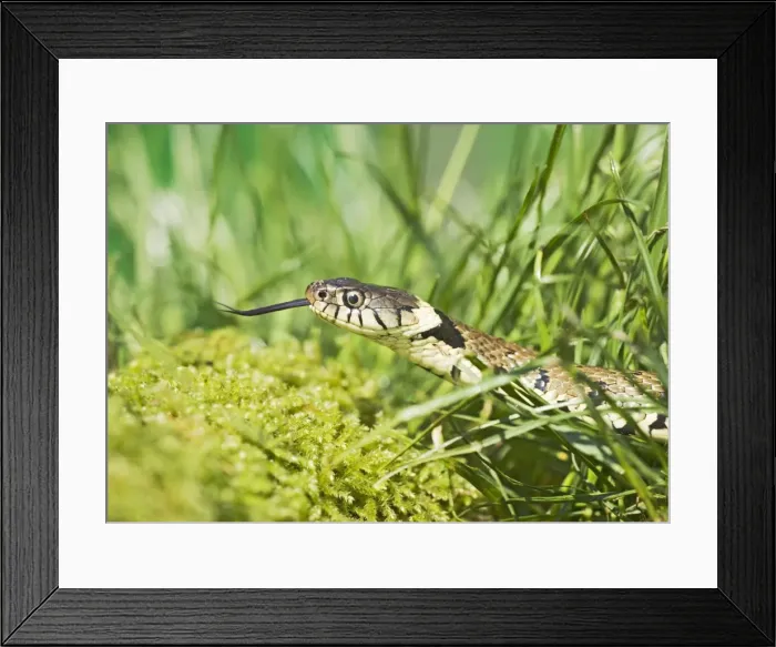 Framed Print : Grass Snake – side view – close up -moving through grass Bedfordshire UK 004628 Framed Print : Grass Snake – side view – close up -moving through grass Bedfordshire UK 004628