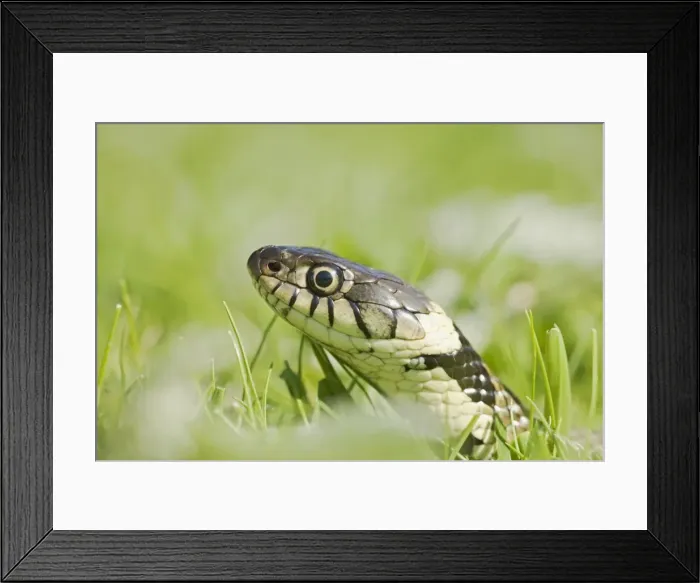 Framed Print : Grass Snake – side view – close up -moving through grass Bedfordshire UK 004651 Framed Print : Grass Snake – side view – close up -moving through grass Bedfordshire UK 004651