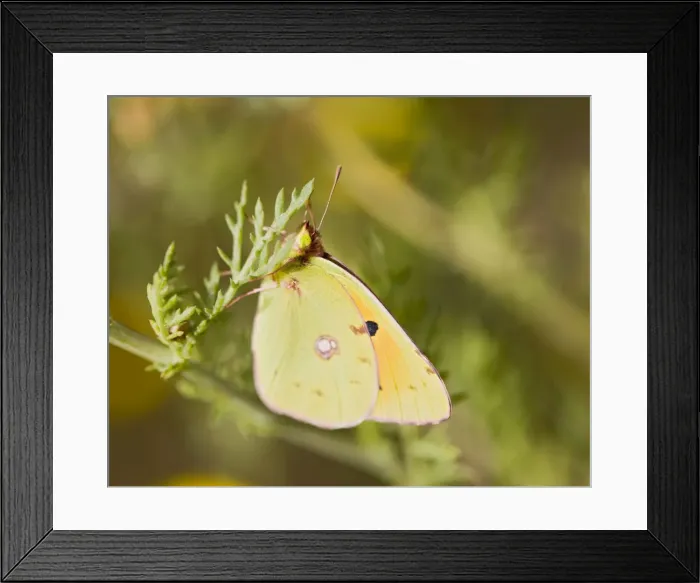 Framed Print : Clouded Yellow – on flower Cyprus 004147 Framed Print : Clouded Yellow – on flower Cyprus 004147