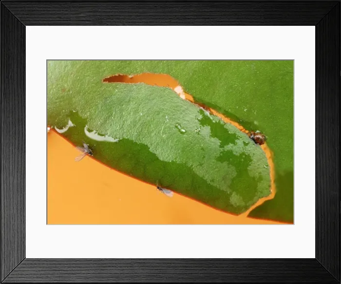 Framed Print : Brown china mark moth caterpillar cuts out new case from lily leaf Framed Print : Brown china mark moth caterpillar cuts out new case from lily leaf