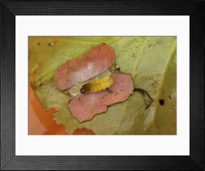 Framed Print : Brown china mark moth caterpillar pupates in a case made from lilyleaf sections Framed Print : Brown china mark moth caterpillar pupates in a case made from lilyleaf sections