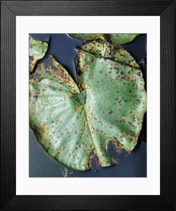 Framed Print : lily beetle damage to lily leaf Framed Print : lily beetle damage to lily leaf