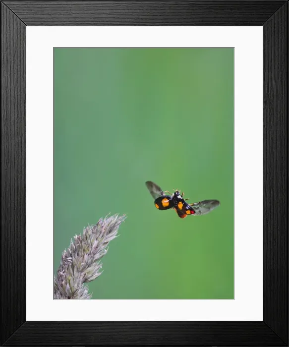 Framed Print : Harlequin Ladybird - in flight Bedfordshire UK 005320 Framed Print : Harlequin Ladybird - in flight Bedfordshire UK 005320