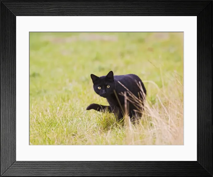 Framed Print : Domestic cat - black feral cat - hunting Bedfordshire UK 005203 Framed Print : Domestic cat - black feral cat - hunting Bedfordshire UK 005203