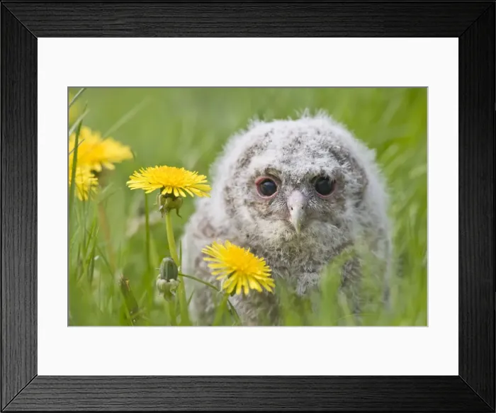 Framed Print : Tawny owl - youngster in meadow Bedfordshire UK 005505 Framed Print : Tawny owl - youngster in meadow Bedfordshire UK 005505