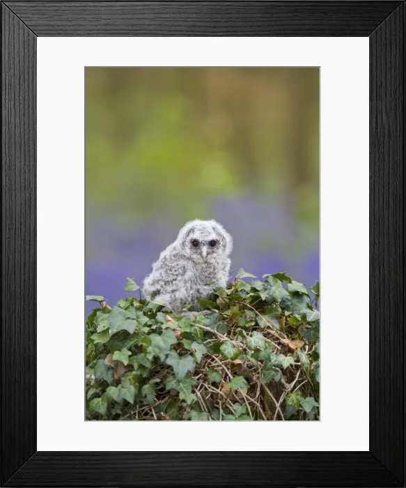 Framed Print : Tawny owl - youngster in bluebell woodland resting on ivy Bedfordshire UK 005512 Framed Print : Tawny owl - youngster in bluebell woodland resting on ivy Bedfordshire UK 005512