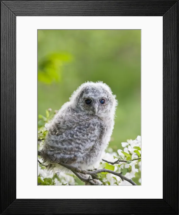 Framed Print : Tawny owl - youngster on blossom Bedfordshire UK 005523 Framed Print : Tawny owl - youngster on blossom Bedfordshire UK 005523