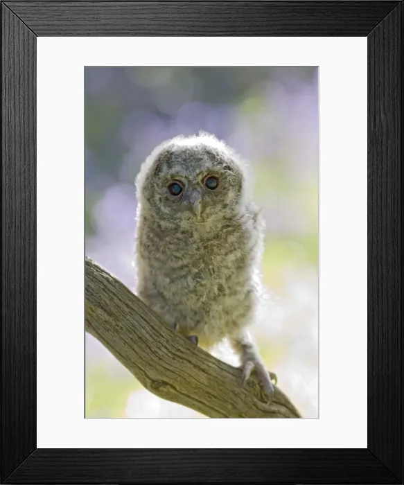 Framed Print : Tawny owl - youngster on branch in bluebell woodland Bedfordshire UK 005529