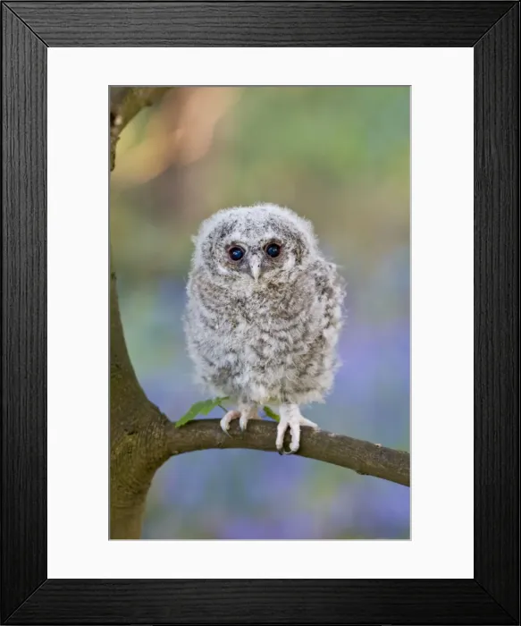 Framed Print : Tawny owl - youngster on sycamore branch in bluebell woodland Bedfordshire UK 005540 Framed Print : Tawny owl - youngster on sycamore branch in bluebell woodland Bedfordshire UK 005540