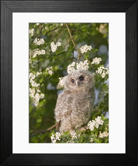Framed Print : Tawny owl - youngster in may blossom Bedfordshire UK 005542 Framed Print : Tawny owl - youngster in may blossom Bedfordshire UK 005542