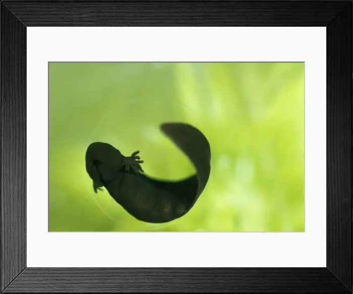 Framed Print : Common Frog - Spawn hatching, x4 magnification Framed Print : Common Frog - Spawn hatching, x4 magnification