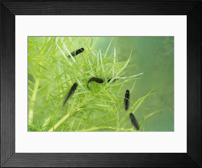Framed Print : Common Frog Tadpole - 10 days Framed Print : Common Frog Tadpole - 10 days