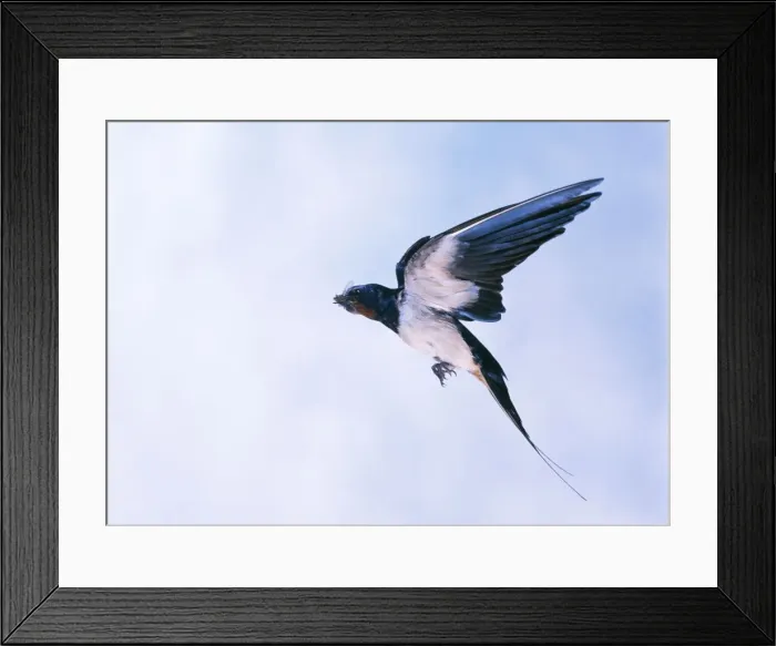Framed Print : Swallow In flight