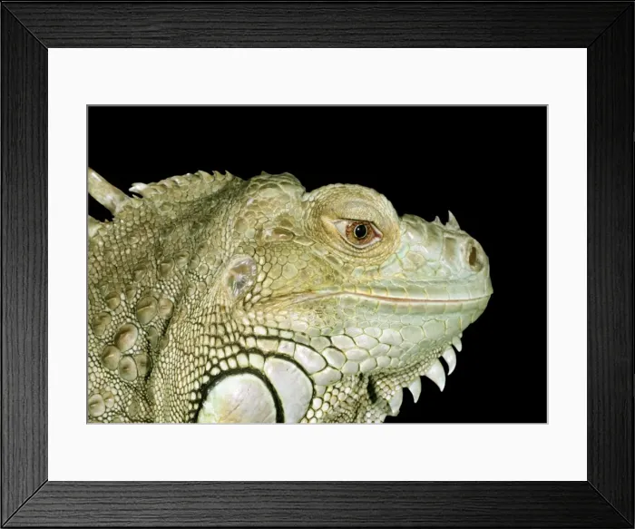 Framed Print : Iguana. BB-619. Iguana. Iguana iguana. Brian Bevan Framed Print : Iguana. BB-619. Iguana. Iguana iguana. Brian Bevan