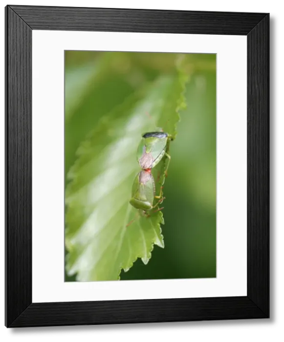 Framed Print : Shield Bugs Mated pair Bedfordshire, UK